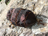 Shark's Egg